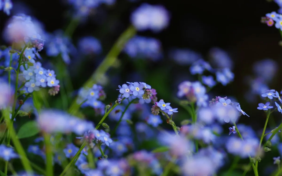 Голубые цветочки полевые