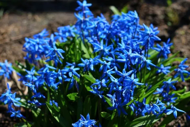 Синие и голубые многолетники: фото и названия, топ цветущих все лето