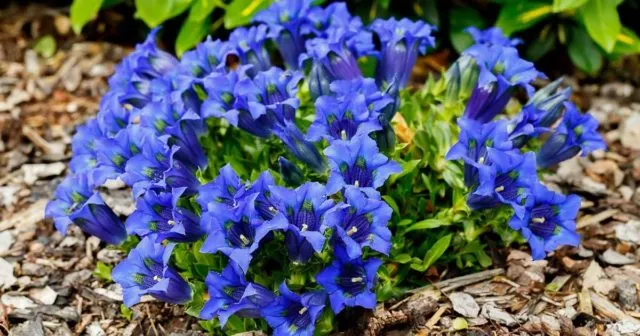 Синие и голубые многолетники: фото и названия, топ цветущих все лето