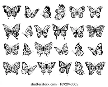 Butterfly collection. Beautiful nature flying insect drawing, exotic black butterflies with funny wings pictures