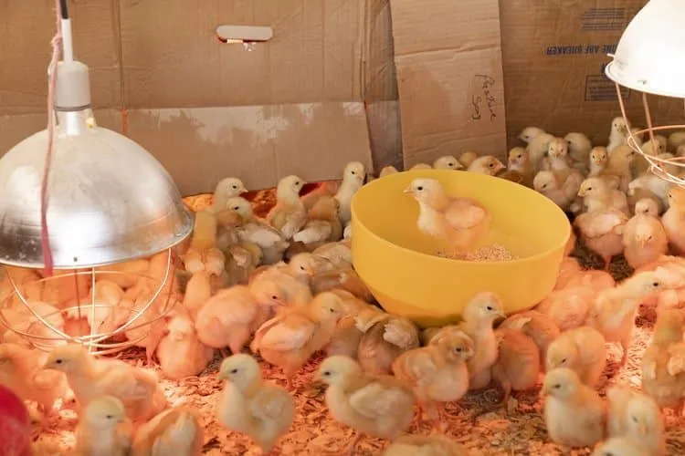 Poultry farming business in Kenya