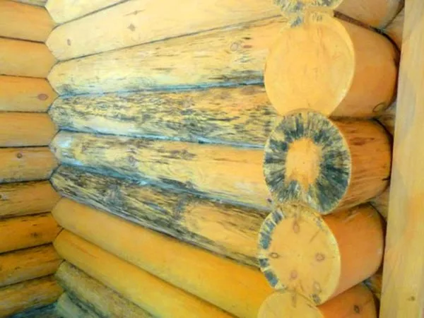 При плохой обработке материала древесину может поразить грибок